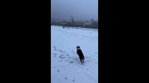 Dog’s first time seeing snow