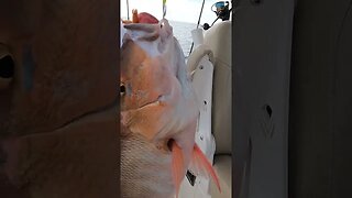 Fishing in the keys #floridafishing #floridakeys #grouper #snapper