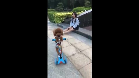 Cute dog training video