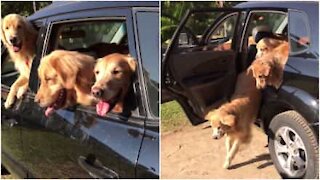 Quanti cani possono entrare in una macchina?