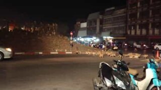 Thousands of monkeys take over the streets in Thailand