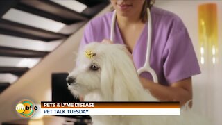 PET TALK TUESDAY - PETS AND LYME DISEASE