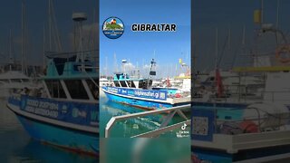 Dolphin Safari Gibraltar #shorts