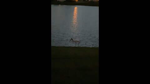 Florida Birds