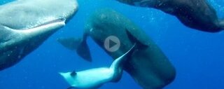 SPERM WHALES 'ADOPT' DEFORMED DOLPHIN