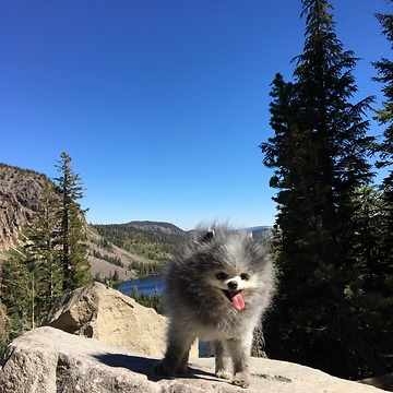 Carlos: Pomeranian prince of the pine cones