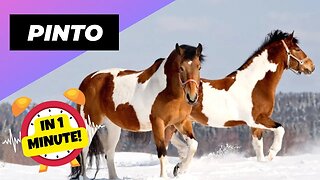 Pinto - In 1 Minute! 🐴 One Of The Most Beautiful Horses In The World | 1 Minute Animals