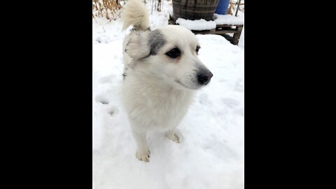 White fluffy dog in snow