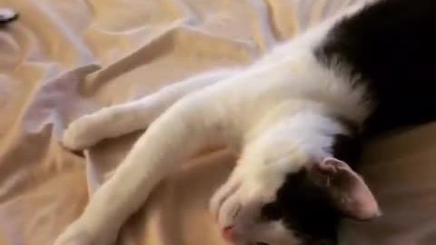 Cat plays fetch better than most dogs