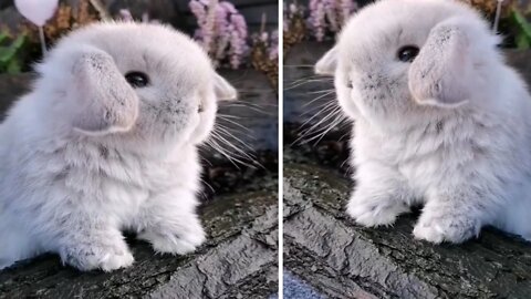 This Holland Lop Bunny