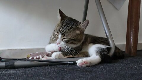 Cat Takes a Bath under the Table