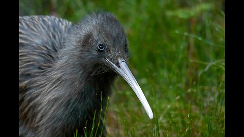 World Heritage Tongariro Forest - Operation Nest Egg - saving kiwi or accelerating their demise ...