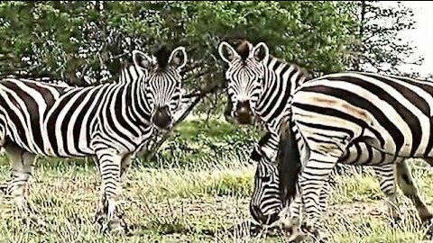 African Wildlife (HD) Kruger Park South Africa Travel