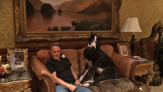 Great Dane is not impressed with Christmas Hat