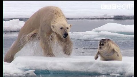 Hungry Polar Bear Ambushes Seal | The Hunt | BBC Earth