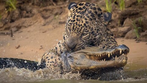 Jaguar hunting alligator in the forest in wetland.