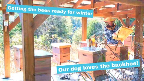 #1- Getting our honey bees ready for winter- A dog that loves a backhoe?!