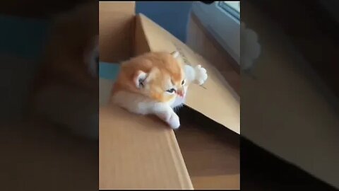 Kitten #funny #cats #viralkitten #viral #viralvideo