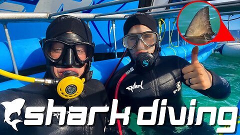 BEST CAGE SHARK DIVING in Cape Town, South Africa 🇿🇦