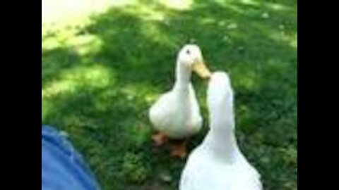 A very Funny Ducks having a Conversation