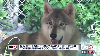 Wolf sanctuary helps animals beat the heat during scorching first day of summer