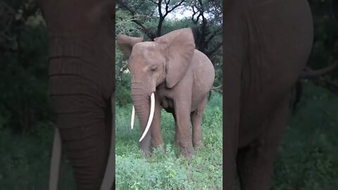 Our Closer Encounter A Lone Elephant!🤔#shorts #safari #travel #travelling