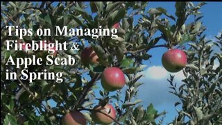 Managing Fireblight and Scab in Your Backyard Orchard