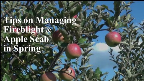 Managing Fireblight and Scab in Your Backyard Orchard