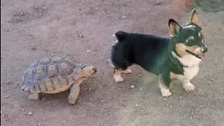 Un corgi et une tortue jouent... au loup!