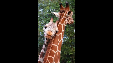 Amazing Giraffe 🦒