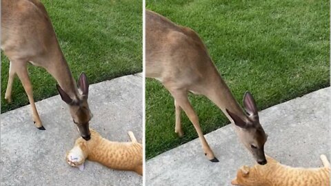 The deer is giving a kiss to his friend the cat.