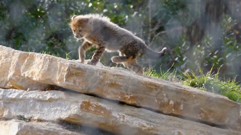 Curious baby cheetah Acinonyx jubatus on a rock Montpellier zoo slow motion day time