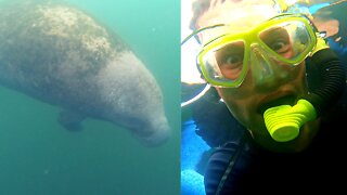 Swimming With Manatees | The 3 Sturges