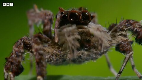 Spider With Three Super Powers _ 4KUD _ The _ BBC Earth