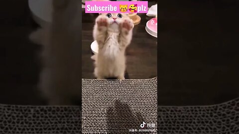 omg so cute cat! in home || 🥰😽|| #shortsfeed #youtubepets #catvideos