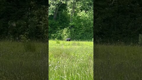 Black Bear encounter in the Wild