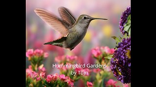 Hummingbird Garden Hagerstown Maryland Landscape