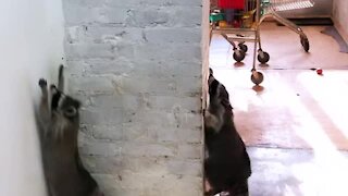 Trio of raccoons caught jumping in sync against the wall