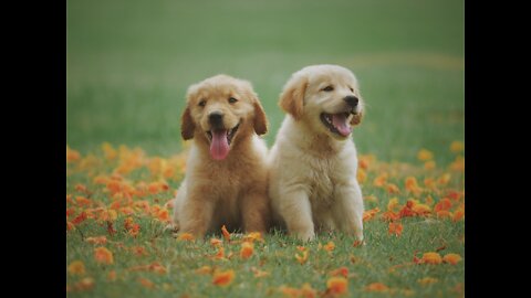 Two cute dogs playing together