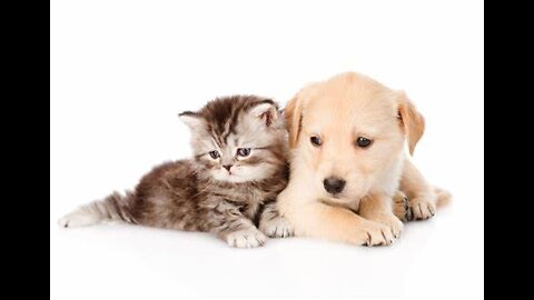 cute #dogs # cats # 35million veiws # funny video 🐱🐱