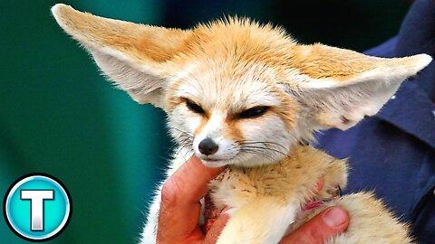 World's Weirdest Animals: Fennec Fox