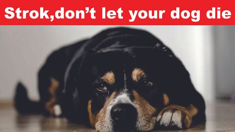 Stroke, don't let your dog die