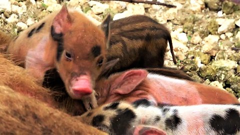 Wild pig mom nurses her adorable newborn babies