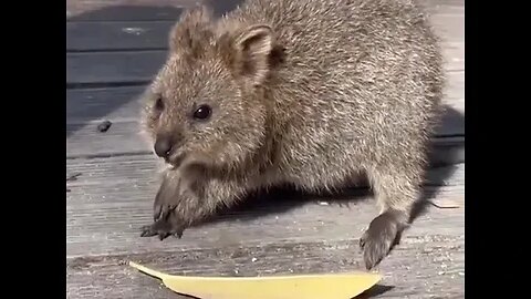 Cute funny Quokka -160