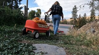 Turkeys, Pumpkins, and Fall Cleanup Adventures!