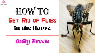 How to Get Rid of Flies in the House | 4 Ways to Get Rid of Flies in the House - Daily Needs Studio