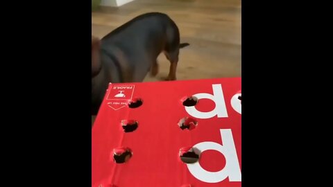 So funny 🤣 watch till end | #Shorts #animal #Pet