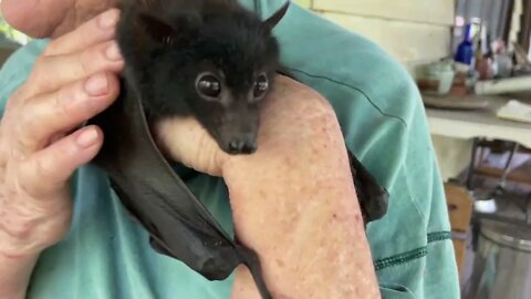 Meet Pippin, A 9-Week Old Cute Baby Flying Fox Who Loves Climbing All Over His Momma Terrie