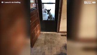 Goat knocks on neighbor's door in bid to enter