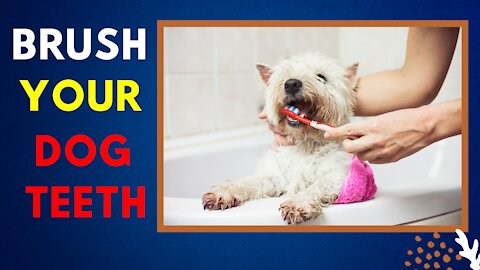 brush your dog's teeth